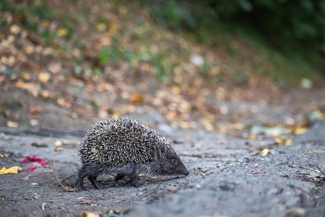 ATP总决赛第4日综述：辛纳两连胜提前晋级，谢尔顿遭逆转无缘四强